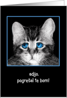 Goodbye, I will miss you in Slovenian, sad blue-eyed kitten card