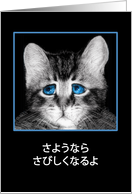 Goodbye, I will miss you in Japanese, sad blue-eyed kitten card