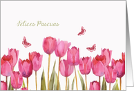 Happy Easter in Spanish, Felices Pascuas, tulips, butterflies card