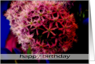 happy birthday pink Agapanthus card