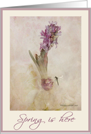 spring is here purple hyacinth card