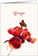 grazie italian thank you card spring flower butterfly card