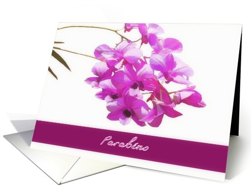 happy birthday in Portuguese, parabns, pink orchids,... (798825)