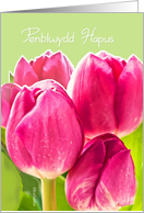 Penblwydd hapus, Happy Birthday in Welsh, bright pink tulips card