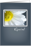 Thank You in Spanish with Daisy on Blue Gray Background Gracias card