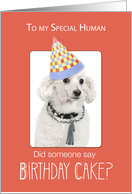 Poodle Dog to Human Birthday Humor Orange Funny Hat card