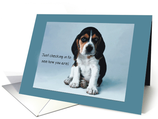 Thinking of You Dog Beagle Puppy card (148862)