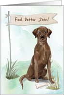 Chocolate Lab Feel Better After Surgery card