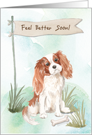 Cavalier King Charles Spaniel Feel Better After Surgery to Dog card