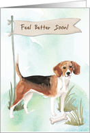 Beagle Feel Better After Surgery with Dog card