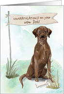 Chocolate Lab Congratulations on New Dog card