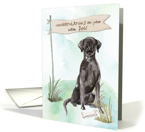 Black Lab Congratulations on New Dog card (1577722)