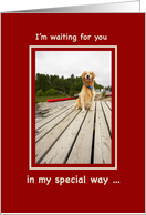 Valentine from Golden Retriever Valentines Day with Pet card