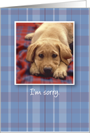 I’m Sorry With Sad Puppy Dog on Plaid card