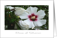 Rose Of Sharon card