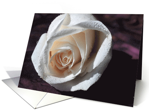 white rose sympathy card (157974)