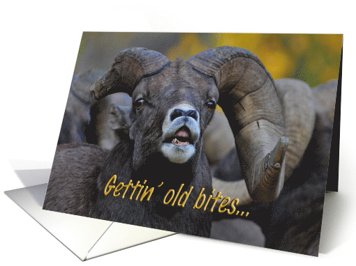 Gettin' Old Bites Bighorn Birthday card (282005)
