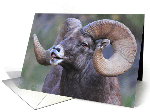 singing bighorn card (283651)