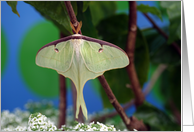 Luna Moth card