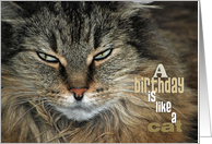 Maine Coon Cat Face for Birthday Humor card