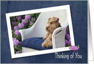 Thinking of you with welsh terrier on a chair in garden card