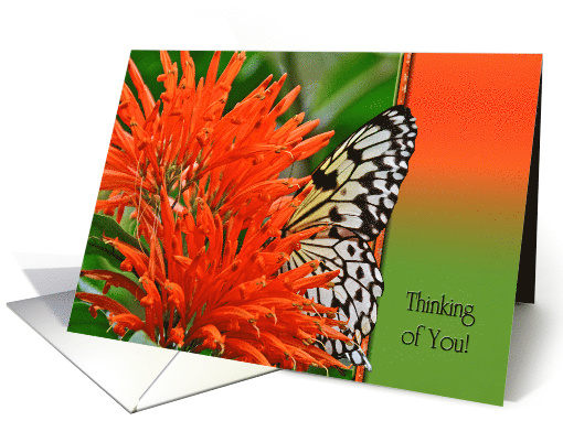Thinking of You butterfly in Mexican honeysuckle flower card (1065193)