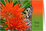 Thank You, butterfly in orange Mexican Honeysuckle flower card