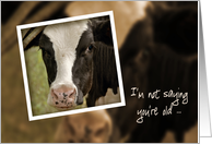 older Brother’s birthday humor with Holstein cow snapshot card