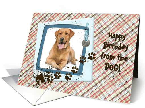 Happy Birthday from the Dog, muddy paw prints photo card (1092348)