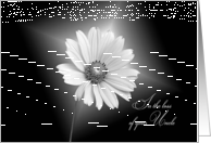 Loss of uncle sympathy-white daisy illuminated on black card