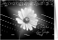 Loss of Grandpa sympathy-white daisy illuminated on black card