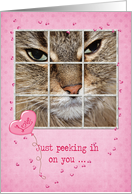 Valentine cat peeking in window with hearts and pink balloon card