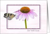 Get Well Soon-butterfly on a cone flower with shadowed frame card