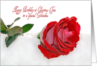 Grandma’s Birthday at Christmas time-red rose in snow card