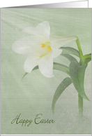 White Easter Lily with Sunbeams on Soft Green card
