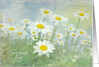 Birthday for Mum-white daisies in field with soft texture card