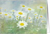 Birthday for Teacher white daisies in field with soft texture card