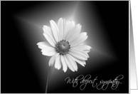 Glowing White Daisy Flower on Black for Sympathy card