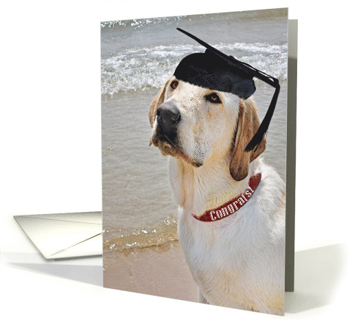 graduation hat on Labrador Retriever on the beach card (305525)