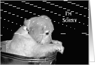 I’m Sorry, Golden Retriever puppy in old washtub on black card