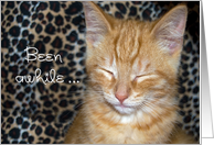 Miss You for friend, close up of gold tabby kitten card