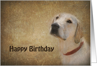 Birthday for Him, Labrador Retriever with brown textured overlay card