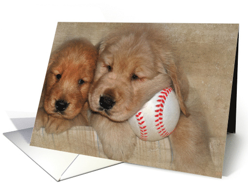 Dad's Birthday Golden Retriever puppies with baseball card (447666)