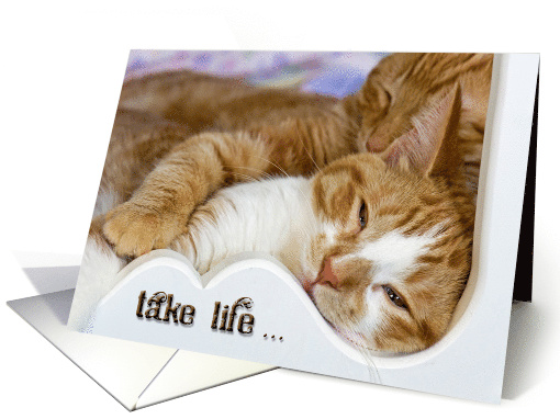 Humor tabby kittens snuggling card (464812)