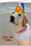 Labrador Retriever with birthday party hat card