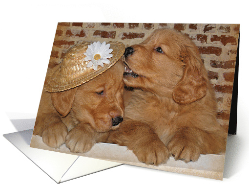 Humorous Birthday pair of Golden Retriever puppies with hat card