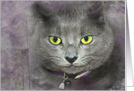 Smiling Gray Cat With Textured Overlay for Birthday Humor card