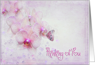 Thinking of You butterfly on pink orchid flower with bubbles card