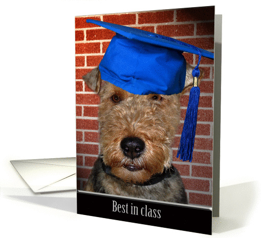 Graduation-Welsh Terrier with blue graduation cap card (786907)