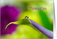 Thinking of You, dewdrop on a calla lily leaf with floral reflection card